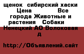 щенок  сибирский хаски › Цена ­ 12 000 - Все города Животные и растения » Собаки   . Ненецкий АО,Волоковая д.